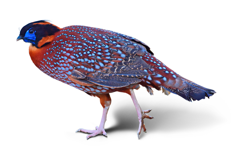 雄のベニジュケイ