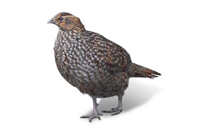 雌のベニジュケイ