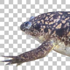 アフリカツメガエル African Cawed Frog