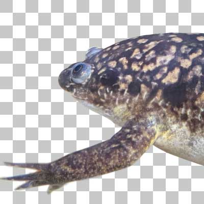 アフリカツメガエル African Cawed Frog
