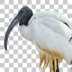 アフリカクロトキ African Sacred Ibis