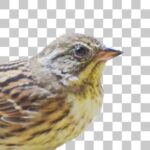 アオジ Black-faced Bunting