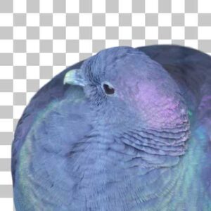 カラスバト Black Wood Pigeon