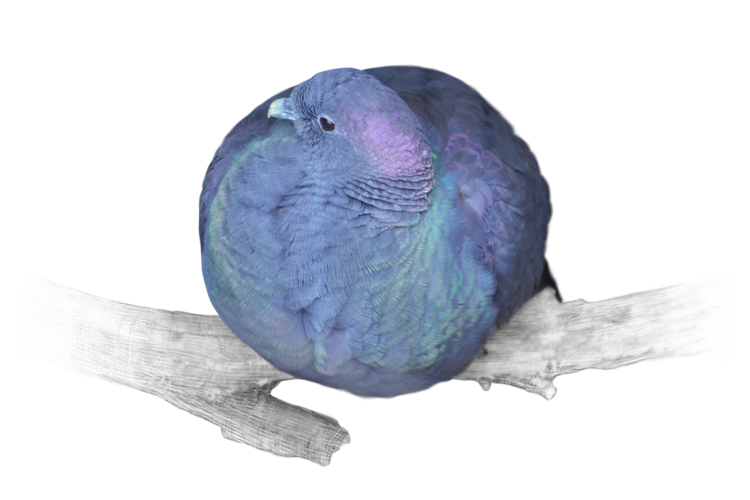 カラスバト Black Wood Pigeon