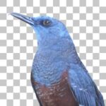 イソヒヨドリ Blue Rock Thrush