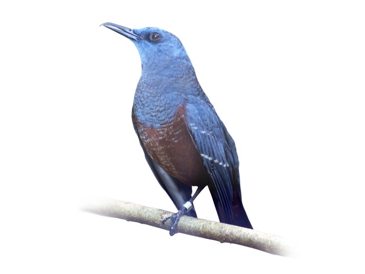 イソヒヨドリ Blue Rock Thrush