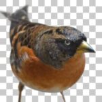 アトリ Brambling