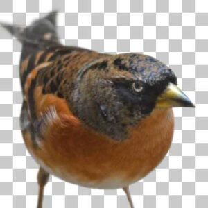 アトリ Brambling