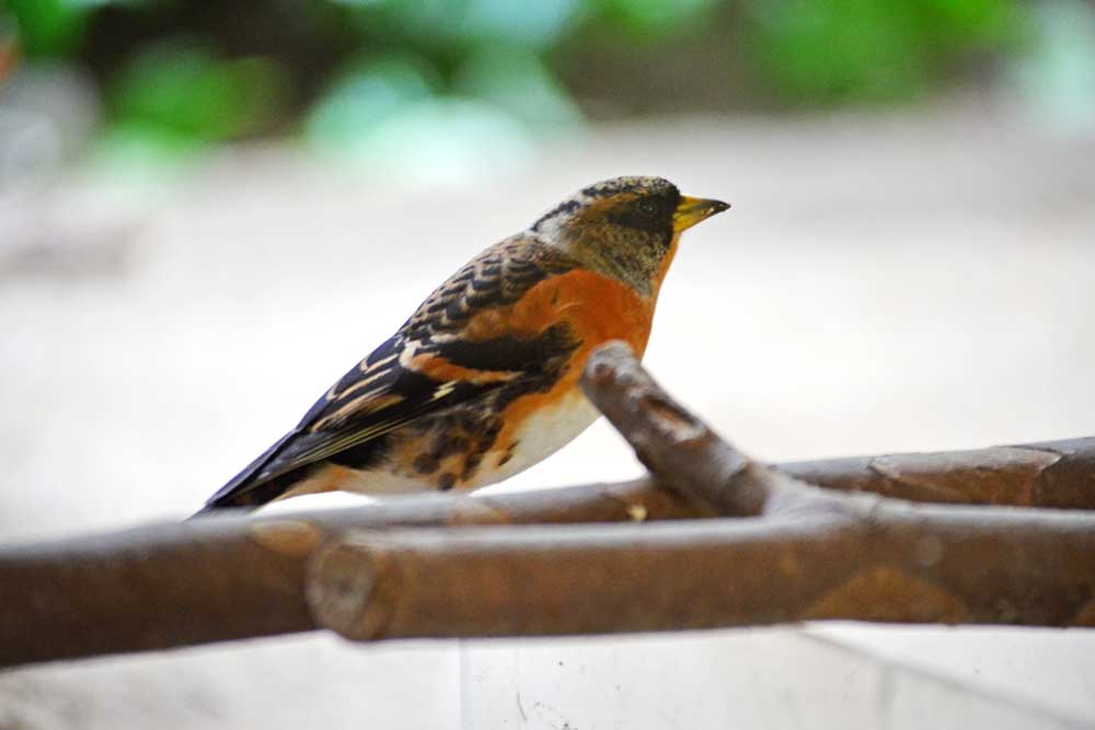 上野動物園のアトリ