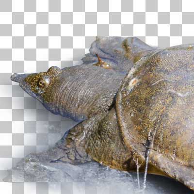 スッポン Chinese Softshell Turtle