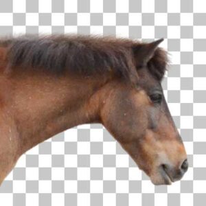 ウマ Domestic Horse
