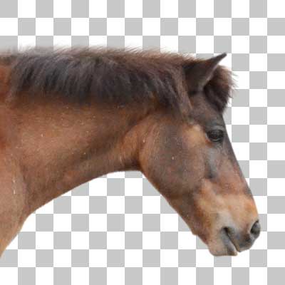 ウマ Domestic Horse