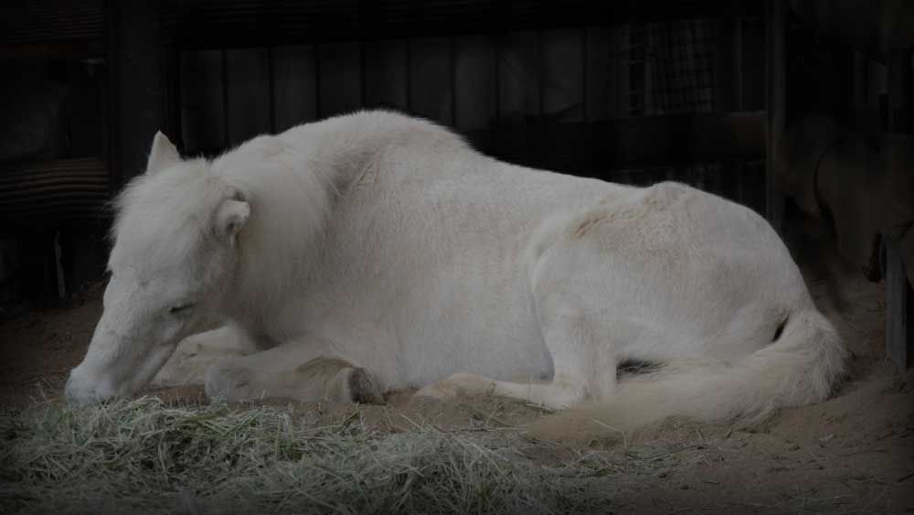 上野動物園の野間馬