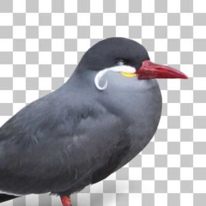 インカアジサシ Inca Tern