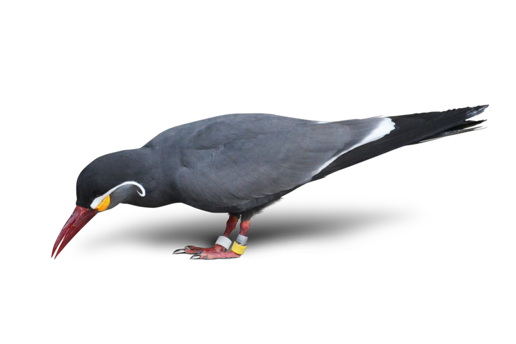 インカアジサシ Inca Tern