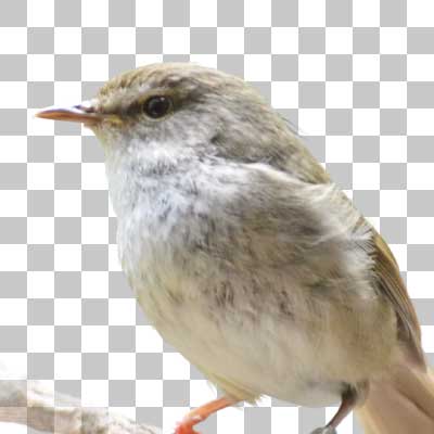 ウグイス Japanese Bush Warbler