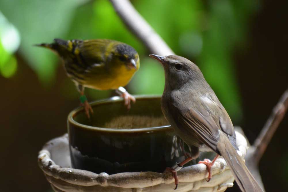 ウグイス Japanese Bush Warbler