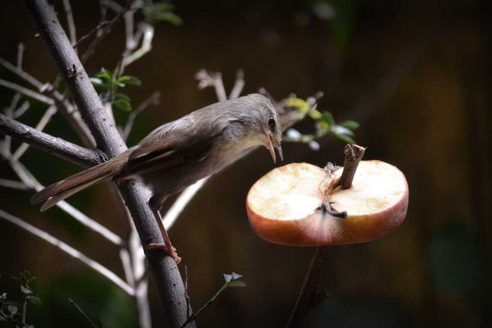 ウグイス Japanese Bush Warbler