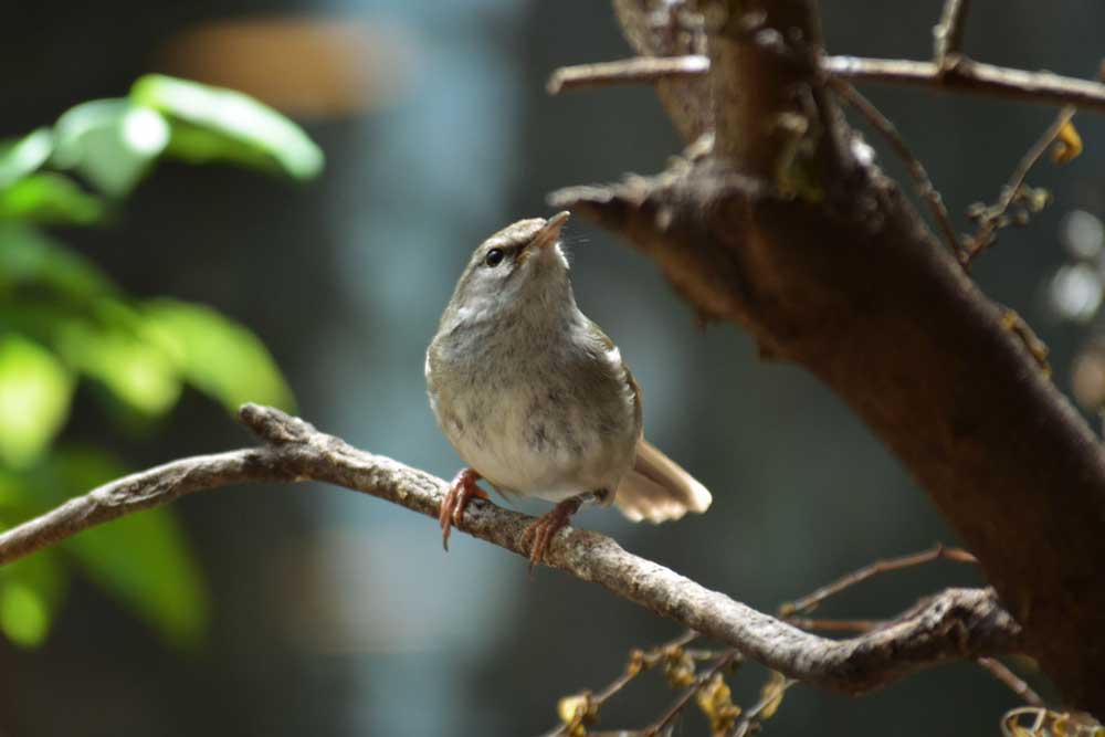 ウグイス Japanese Bush Warbler