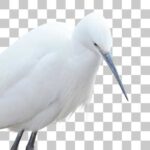 コサギ Little Egret