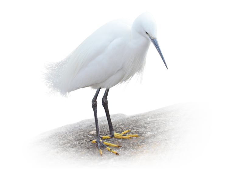 浮間公園のコサギ