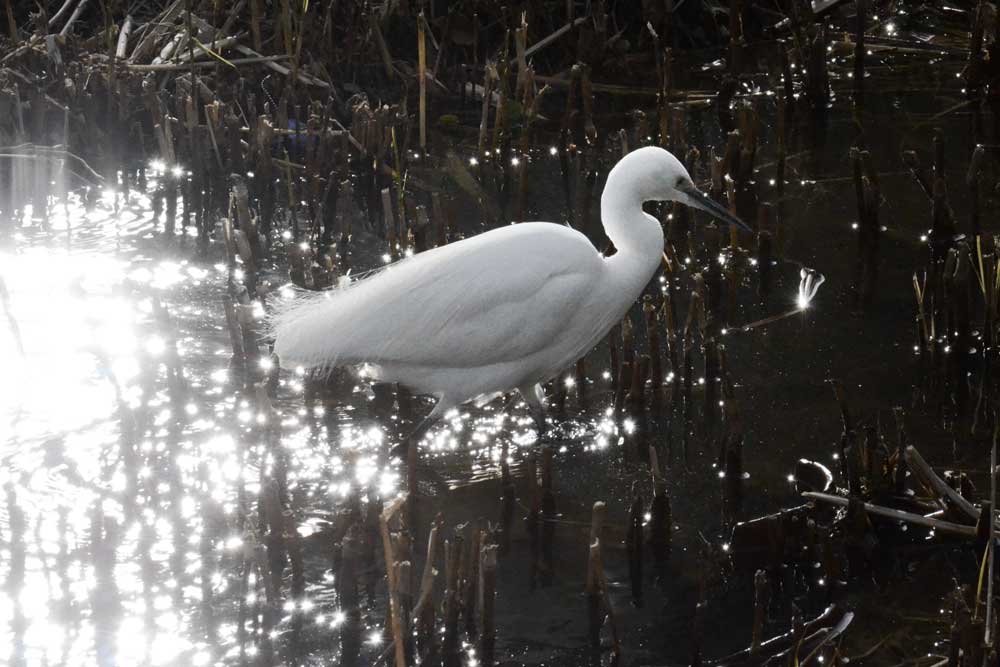 浮間公園のコサギ