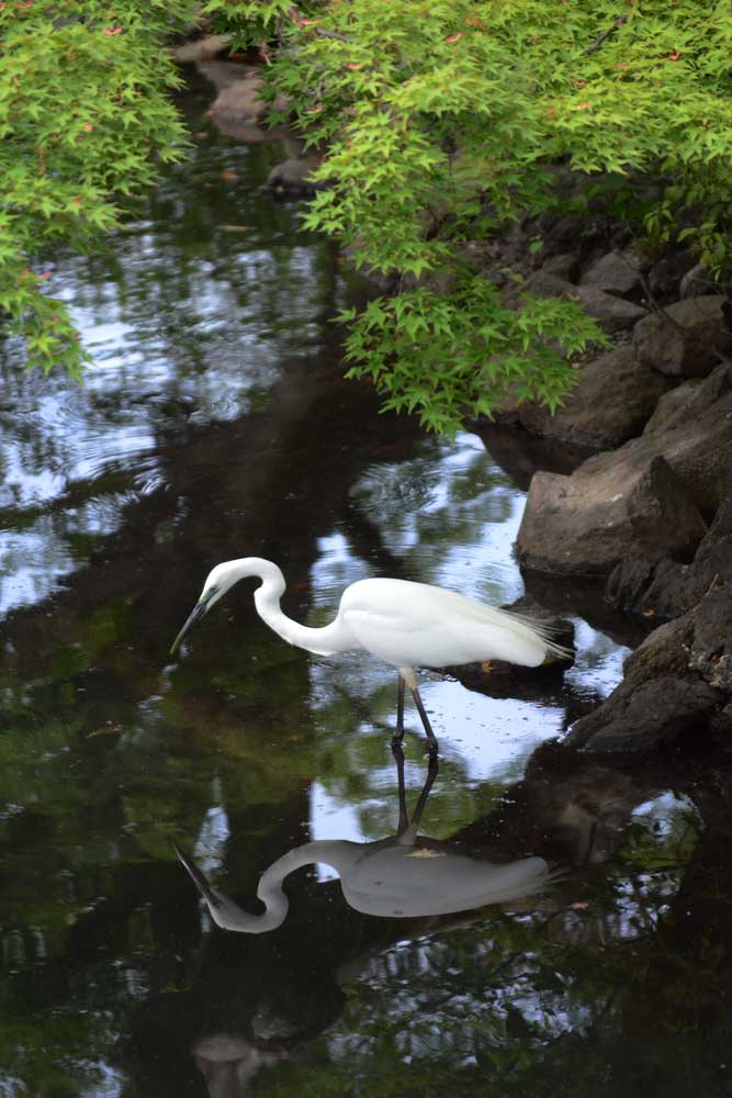 新宿御苑のコサギ