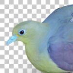 アオバト White-bellied Green Pigeon