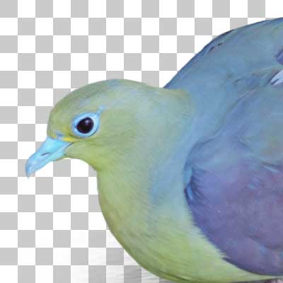 アオバト White-bellied Green Pigeon