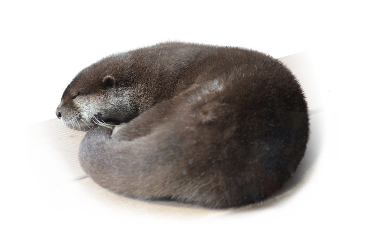 コツメカワウソ Asian Small-clawed Otter