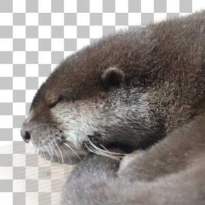 コツメカワウソ Asian Small-clawed Otter
