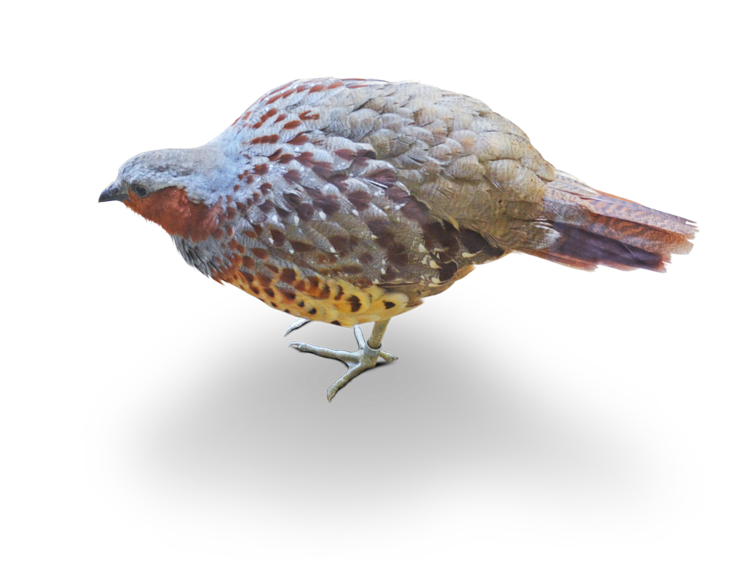 コジュケイ Chinese Bamboo Partridge