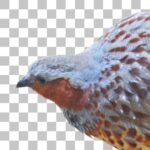 コジュケイ Chinese Bamboo Partridge