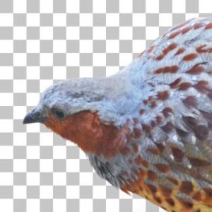 コジュケイ Chinese Bamboo Partridge