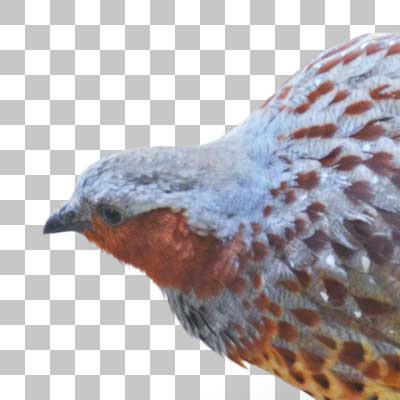 コジュケイ Chinese Bamboo Partridge