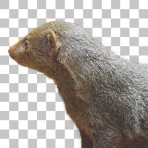 コビトマングース Common Dwarf Mongoose