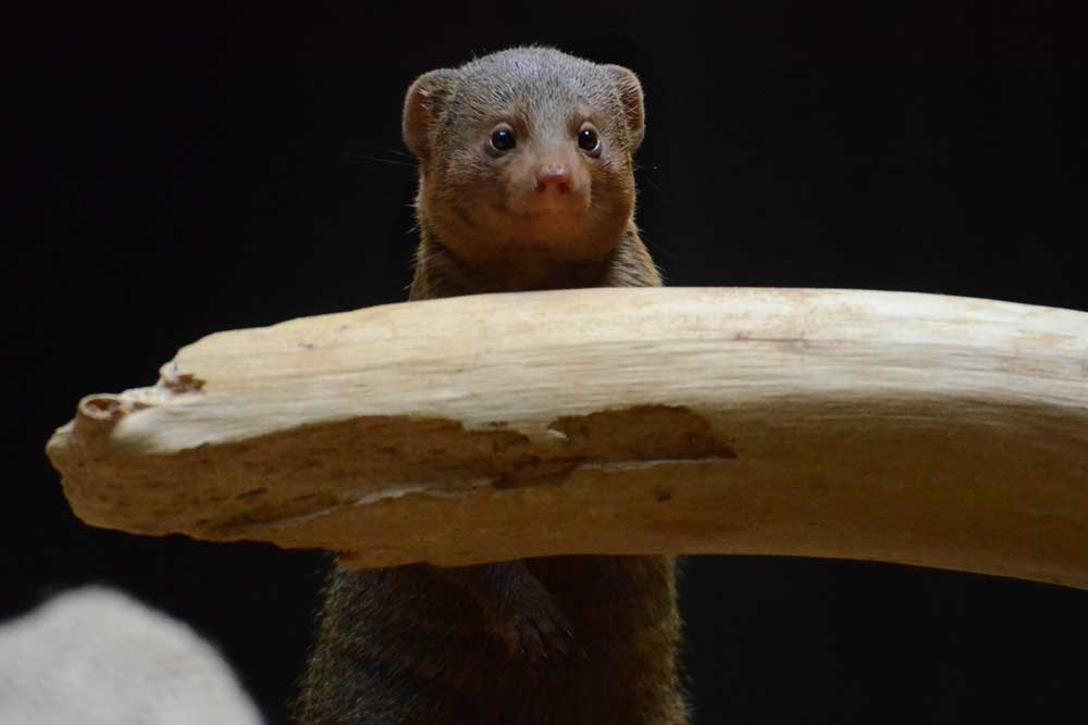 コビトマングース Common Dwarf Mongoose