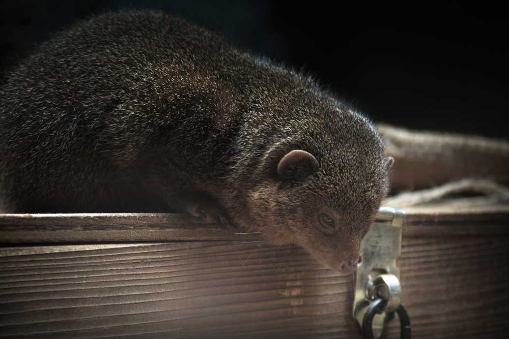 コビトマングース Common Dwarf Mongoose