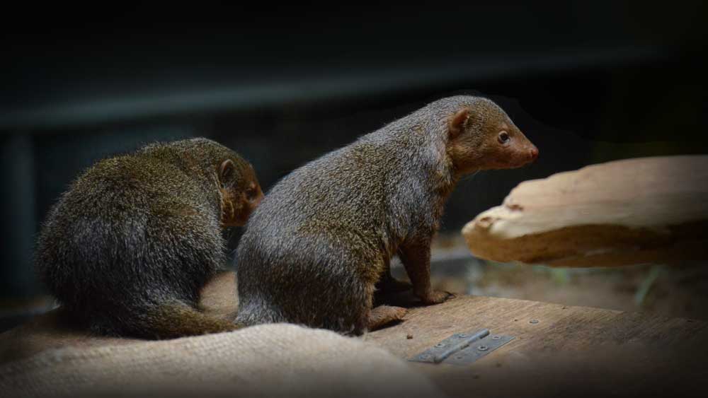 コビトマングース Common Dwarf Mongoose