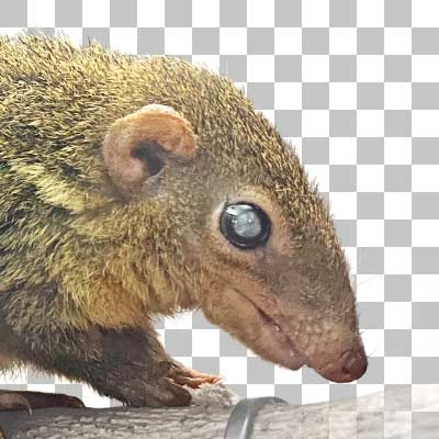 コモンツパイ Common Treeshrew