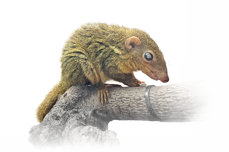 コモンツパイ Common Treeshrew