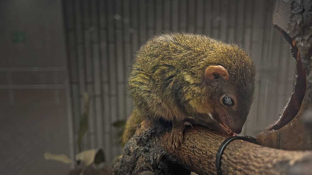 コモンツパイ Common Treeshrew