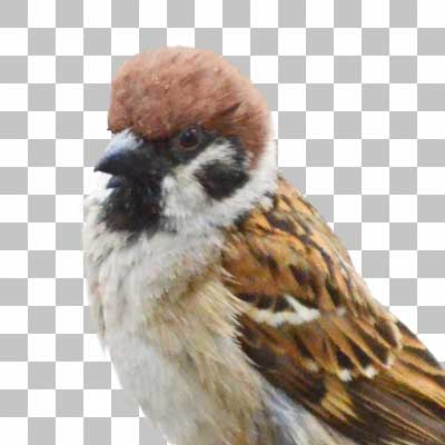スズメ Eurasian Tree Sparrow