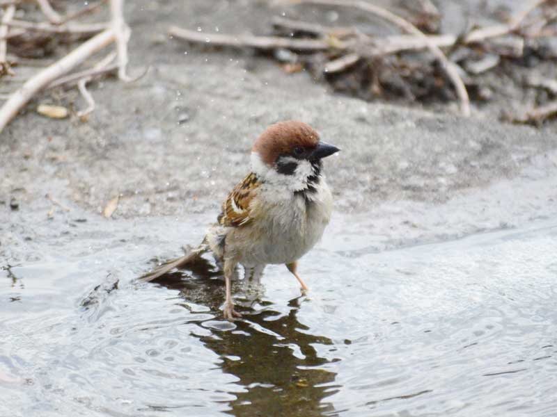 水浴びするスズメ