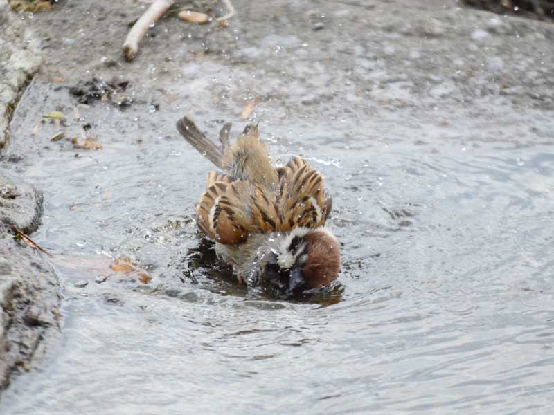 水浴びするスズメ