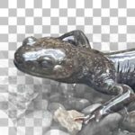 クロサンショウウオ Japanese Black Salamander