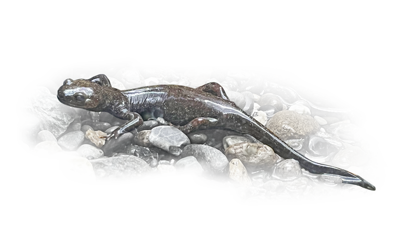 クロサンショウウオ Japanese Black Salamander