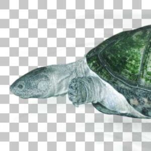 クリイロハコヨコクビガメ West African Mud Turtle