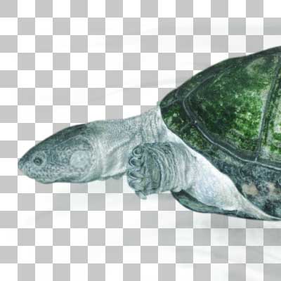 クリイロハコヨコクビガメ West African Mud Turtle