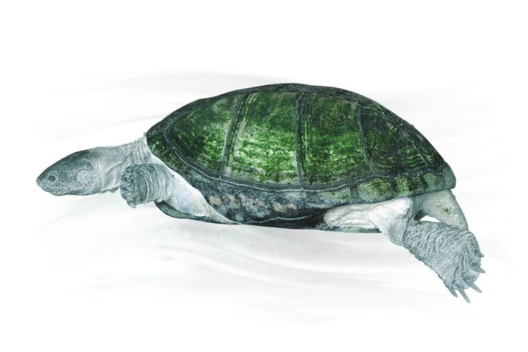 クリイロハコヨコクビガメ West African Mud Turtle